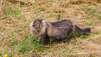 200 Best German Cat Names With Meaning - Cats.com
