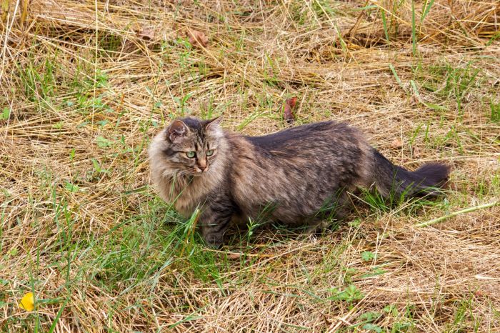 200 Best German Cat Names With Meaning - Cats.com