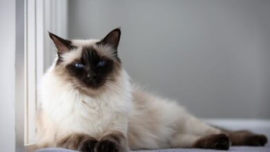 Balinese Cat - What To Feed and How to Take care?