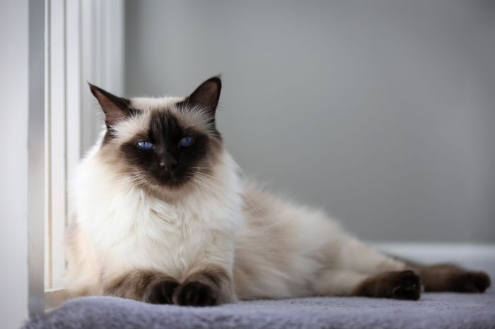 Balinese Cat - What To Feed and How to Take care?