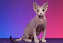 Extremely Ugly Cats 320+ Ugly Hairless Cat Stock Photos, Pictures