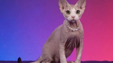 Extremely Ugly Cats 320+ Ugly Hairless Cat Stock Photos, Pictures