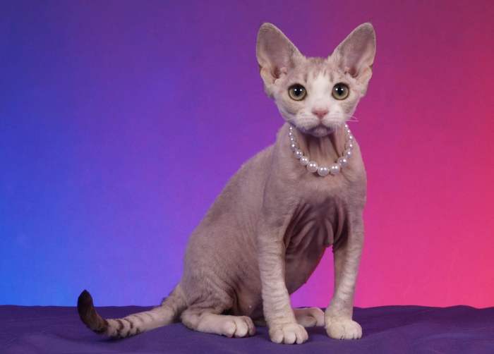 Extremely Ugly Cats 320+ Ugly Hairless Cat Stock Photos, Pictures
