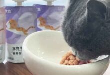 Best 15g lickable liquid cat cream creamy treats snack food wet pet ...