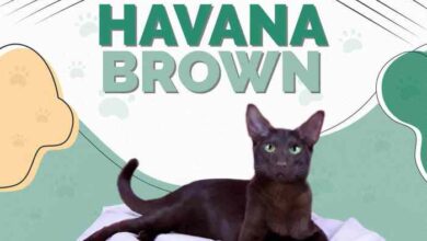 Unveiling the Havana Brown Cat: A Guide to Their Unique Charm