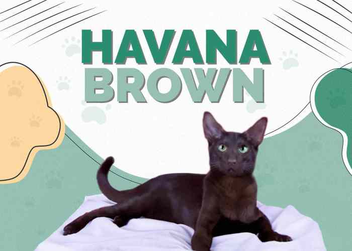 Unveiling the Havana Brown Cat: A Guide to Their Unique Charm