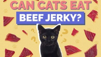 Can Cats Have Beef Jerky? A Comprehensive Guide for Cat Lovers