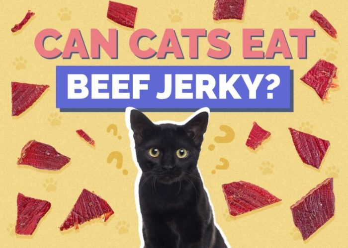 Can Cats Have Beef Jerky? A Comprehensive Guide for Cat Lovers