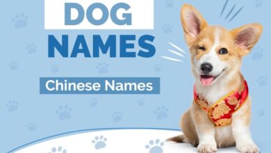 140+ Adorable Chinese Cat Names With Meaning - Cats.com