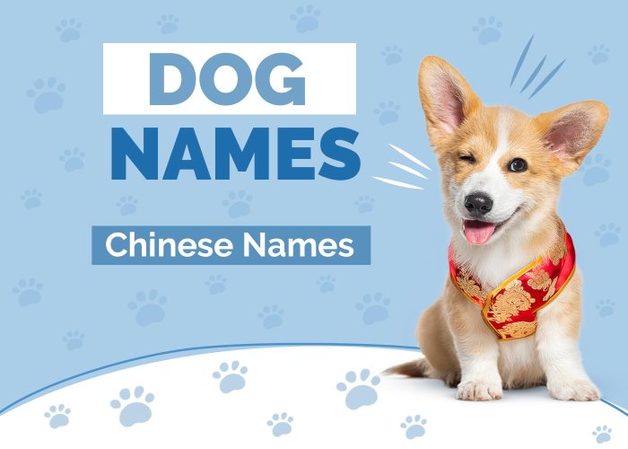 140+ Adorable Chinese Cat Names With Meaning - Cats.com