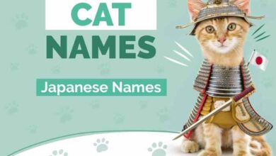 100 Cool Cat Names - Best Cat Name Ideas For Your Feline Friend