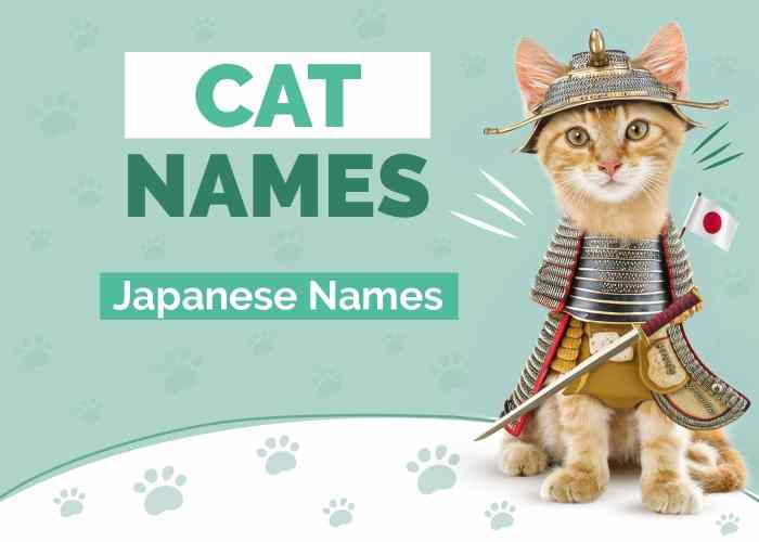 100 Cool Cat Names - Best Cat Name Ideas For Your Feline Friend