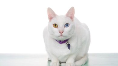 150 Best Hawaiian Cat Names With Meanings - Cats.com