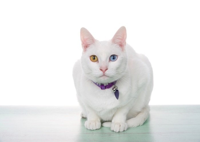150 Best Hawaiian Cat Names With Meanings - Cats.com