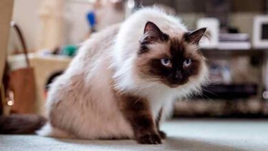 Himalayan Cat - Breed Information And Personality - Petmoo
