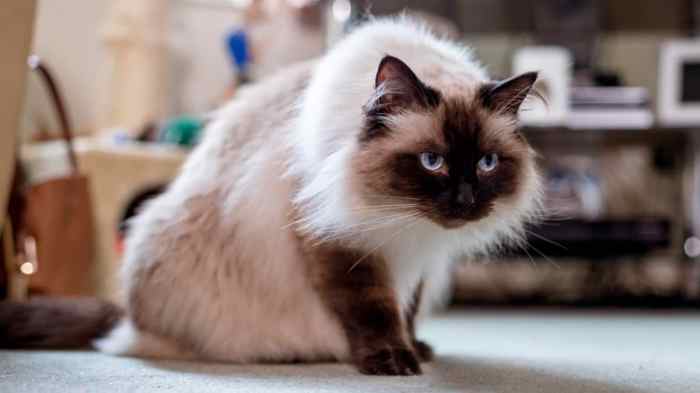 Himalayan Cat - Breed Information And Personality - Petmoo