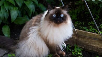 Himalayan cats price