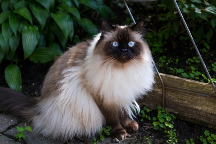 Himalayan cats price