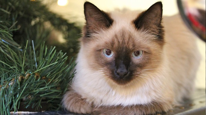 Buy Himalayan Cats/Kittens For Sale in Delhi NCR, India