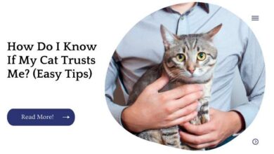 11 Top Tips On How To Know If A Cat Trusts You