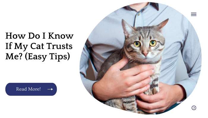 11 Top Tips On How To Know If A Cat Trusts You