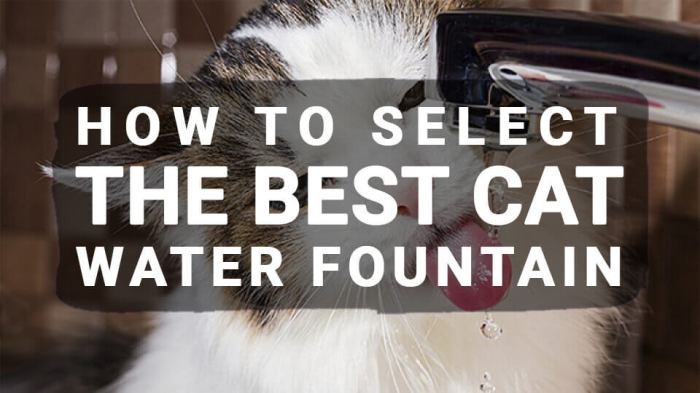 Best Cat Water Fountain 2026 - Vet Ranch - We Love Pets
