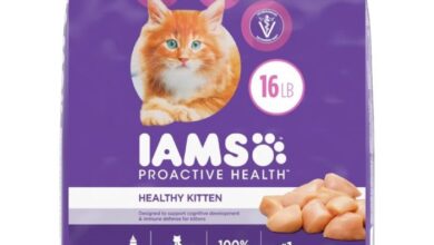 Best dry cat food for kittens 2025