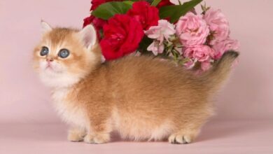Cats With Short Legs Breed