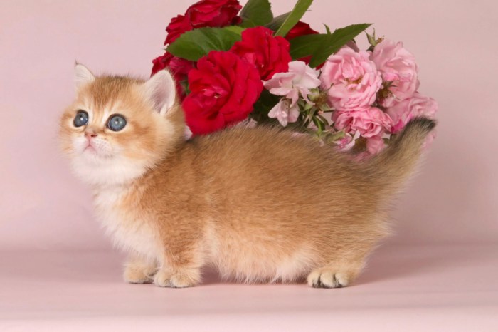 Cats With Short Legs Breed