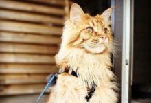 Biggest maine coon cat