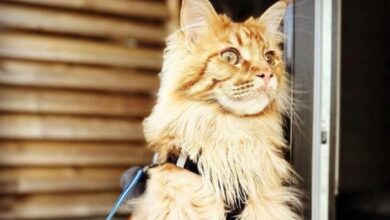 Biggest maine coon cat