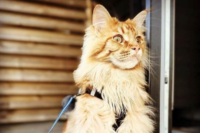 Biggest maine coon cat