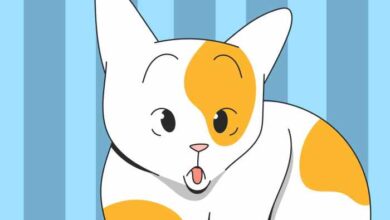 Down Syndrome In Cats: A Vet Explains