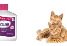 Miralax For Cats: Kidney Disease Treatment And Prevention | PetShun