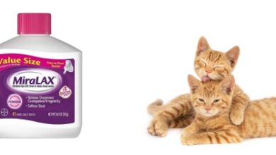 Miralax For Cats: Kidney Disease Treatment And Prevention | PetShun