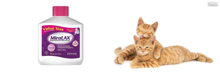Miralax For Cats: Kidney Disease Treatment And Prevention | PetShun