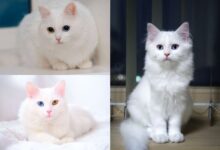 Turkish Angora Cat Breed Information - Pets Online