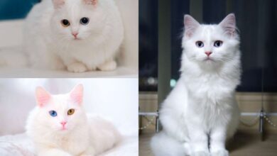 Turkish Angora Cat Breed Information - Pets Online