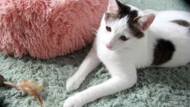 Japanese Bobtail Cat Price: How Much They Cost in 2026 - Catster