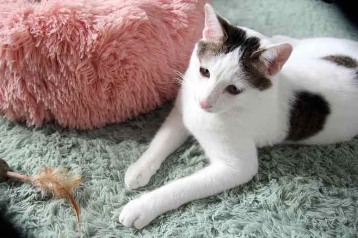 Japanese Bobtail Cat Price: How Much They Cost in 2026 - Catster
