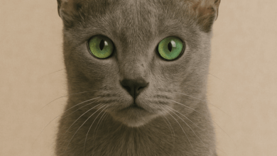 Korat Kittens For Sale - The Kitten Finder