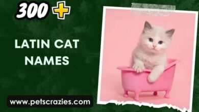 300+ Latin Cat Names (Unique Feline Choices)