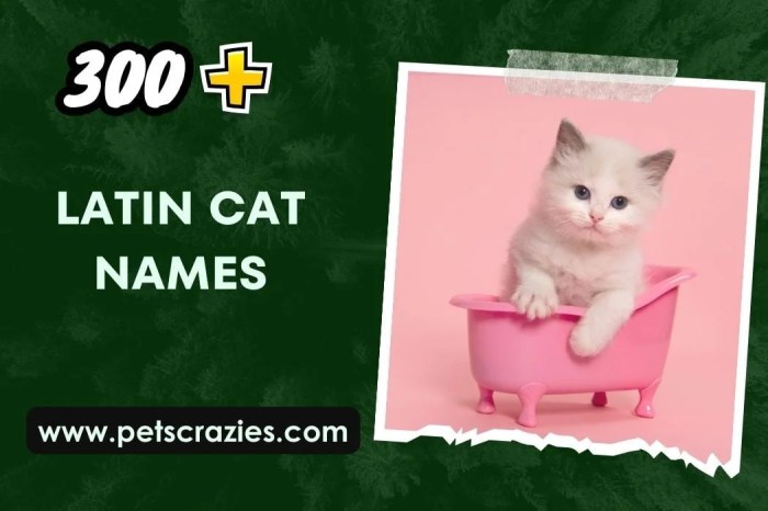 300+ Latin Cat Names (Unique Feline Choices)