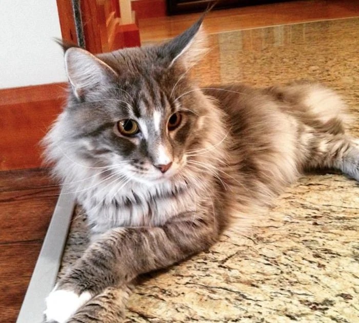 Top 29 Awesome Maine Coon Cat Names Ideas - Maine Coon Guide