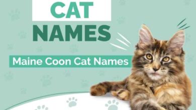 Top 29 Awesome Maine Coon Cat Names Ideas - Maine Coon Guide