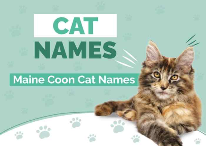 Top 29 Awesome Maine Coon Cat Names Ideas - Maine Coon Guide