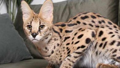23 Most Expensive Cat Breeds in the World