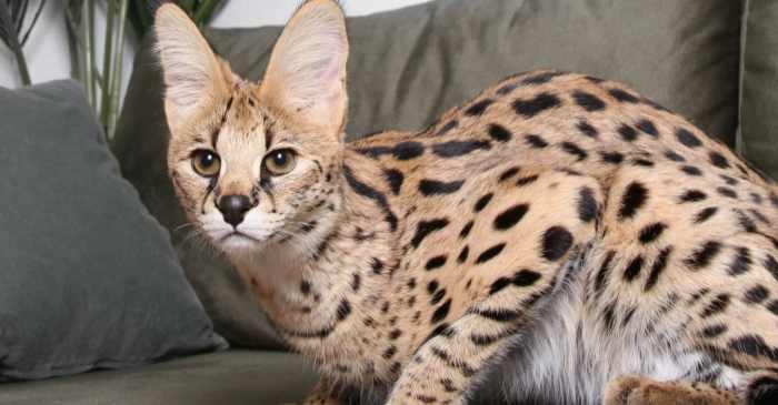 23 Most Expensive Cat Breeds in the World