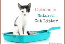 Natural Cat Litter Choices: Use What Works Best For Your Pet