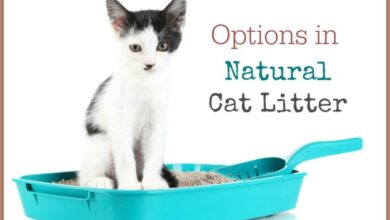 Natural Cat Litter Choices: Use What Works Best For Your Pet